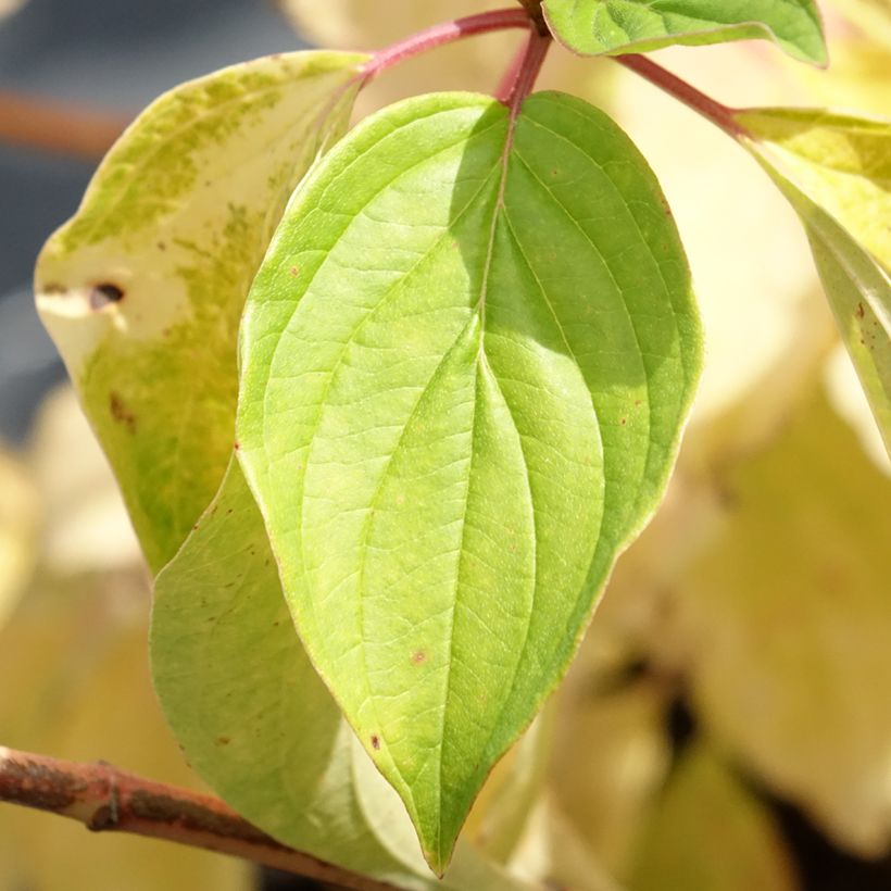 Cornus sanguinea Magic Flame - Cornouiller sanguin (Feuillage)