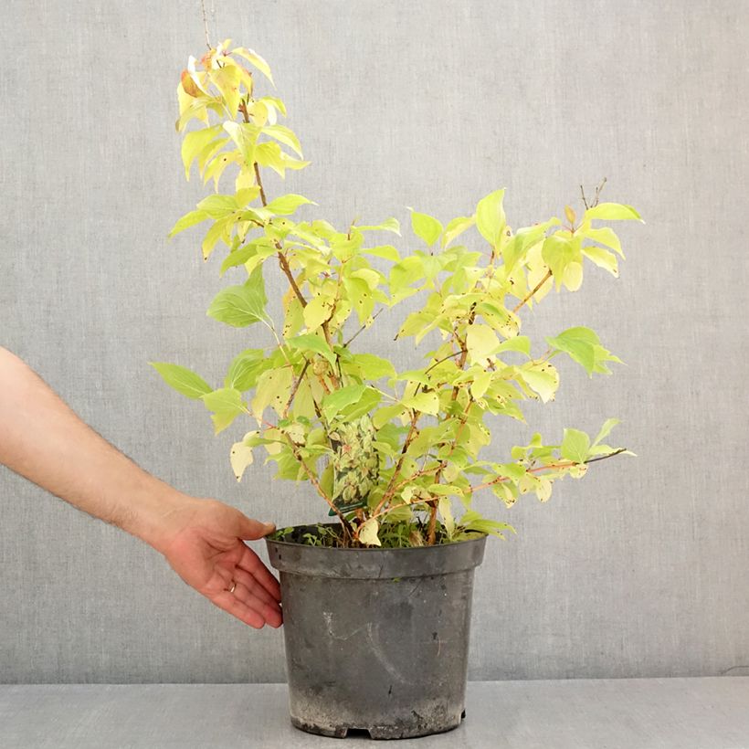 Spécimen de Cornus sanguinea Magic Flame - Cornouiller sanguin Pot de 7,5L/10L tel que livré en été
