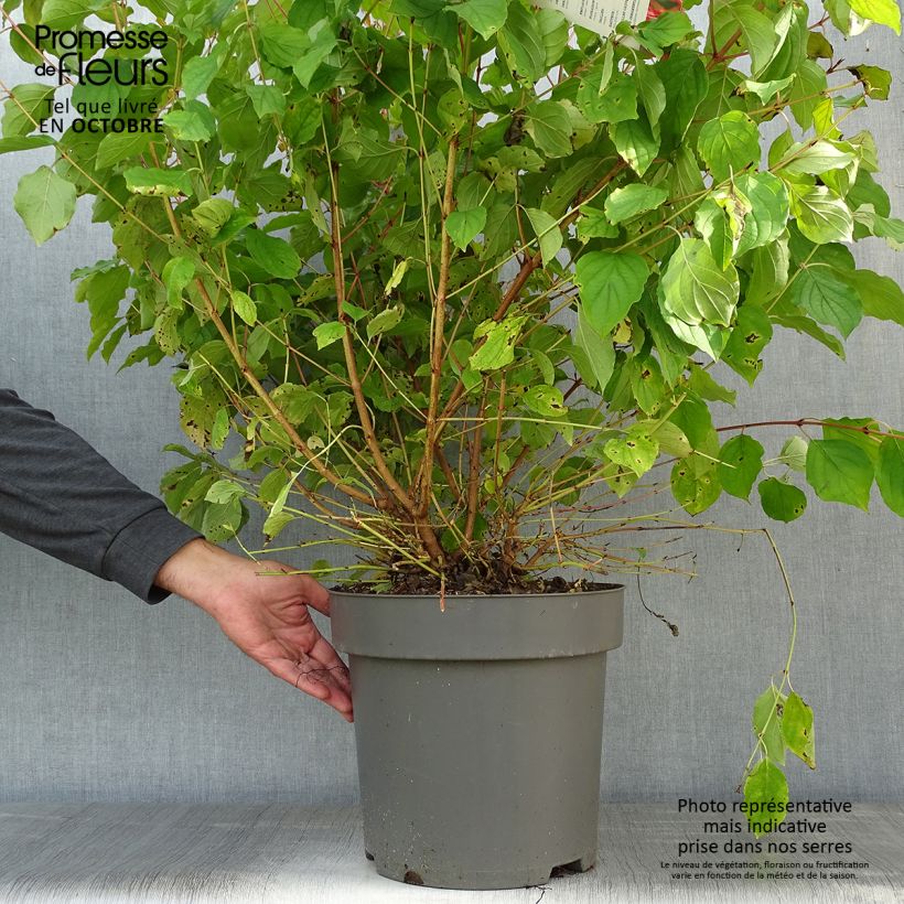 Spécimen de Cornus sanguinea Mid Winter Fire - Cornouiller sanguin Pot de 6L/7L tel que livré en automne