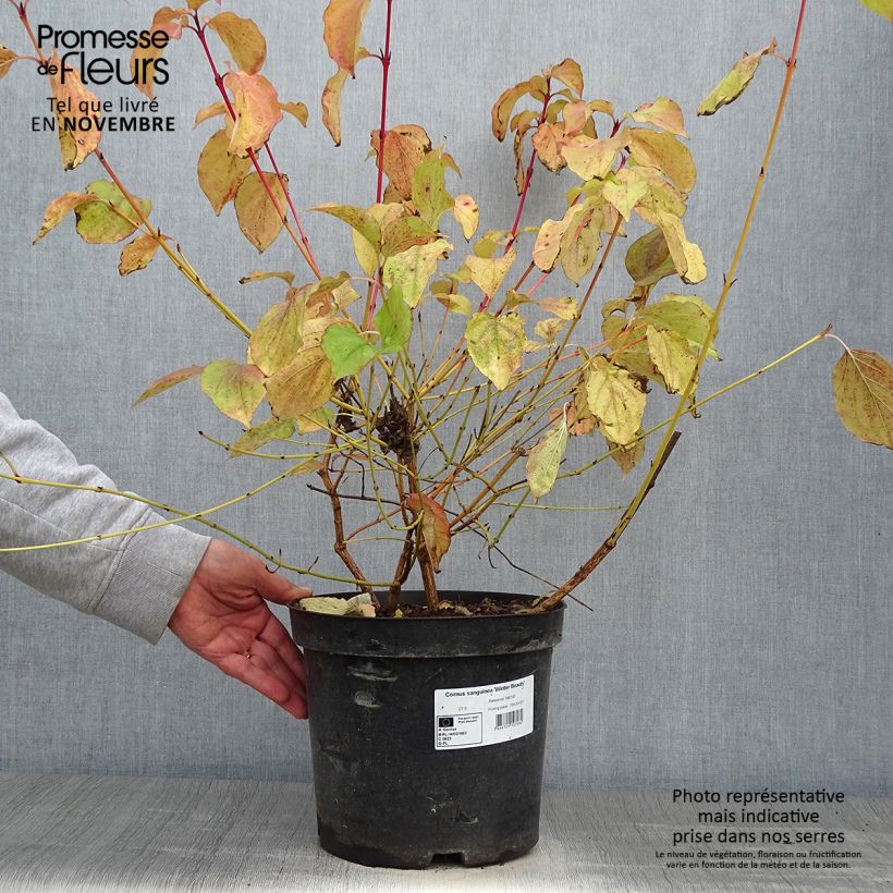 Spécimen de Cornus sanguinea Winter Beauty -Cornouiller sanguin Pot de 7,5L/10L tel que livré en automne