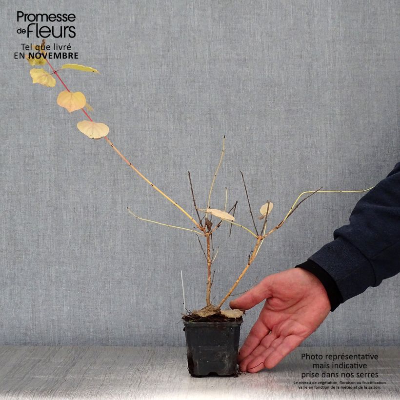Spécimen de Cornus sanguinea Winter Beauty -Cornouiller sanguin Godet de 8/9 cm tel que livré en automne