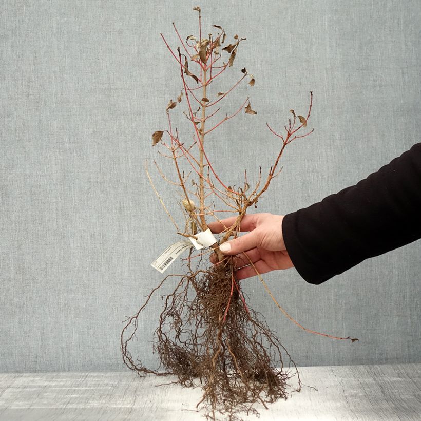 Cornus sanguinea Winter Beauty - Common Dogwood Bare root sample as delivered in winter
