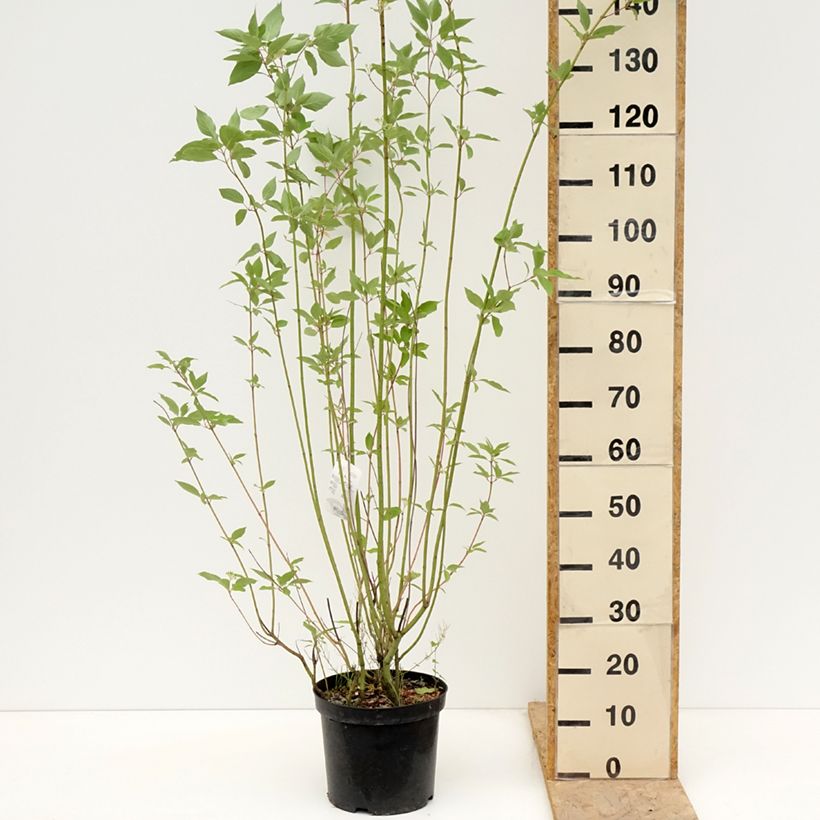 Spécimen de Cornus sericea Cardinal - Cornouiller stolonifère Pot de 7,5L/10L tel que livré au printemps