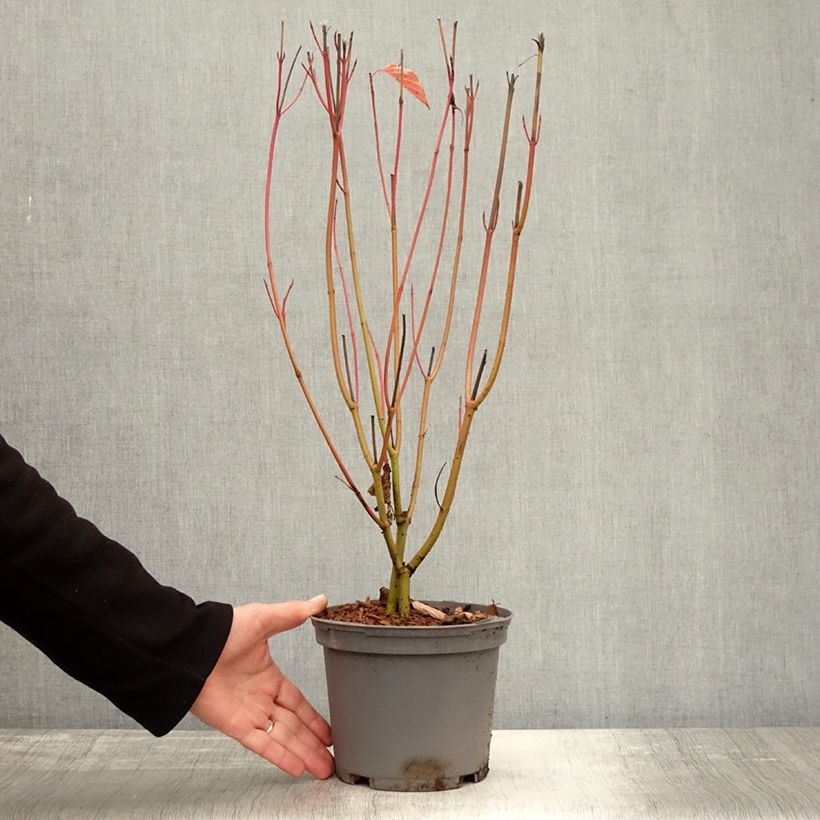 Spécimen de Cornus sericea Cardinal - Cornouiller stolonifère Pot de 2L/3L tel que livré en automne