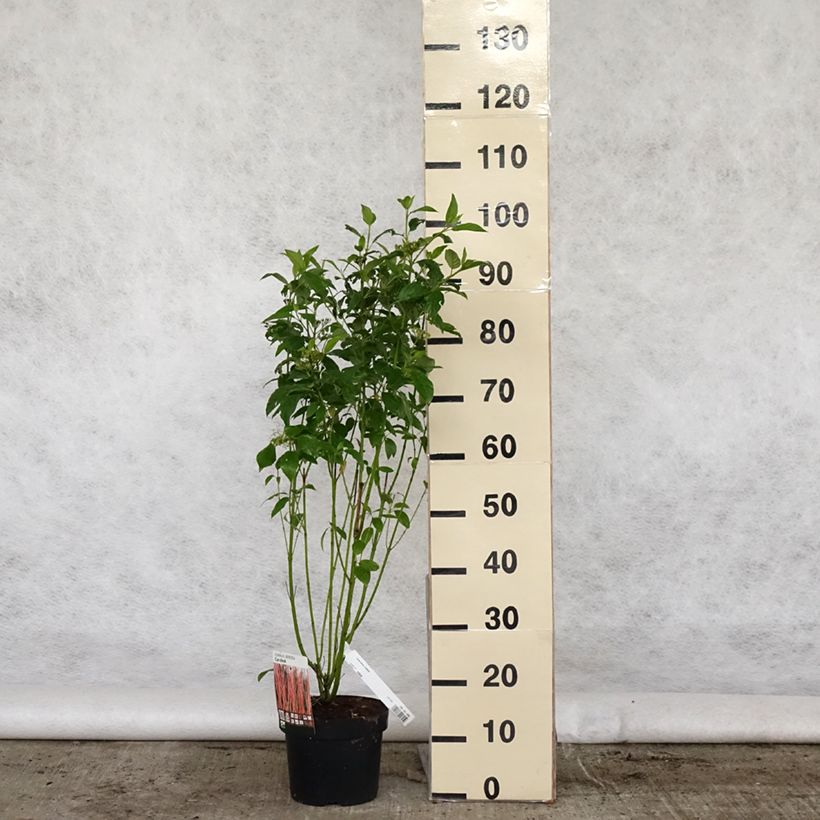 Spécimen de Cornus sericea Cardinal - Cornouiller stolonifère Pot de 2L/3L tel que livré au printemps