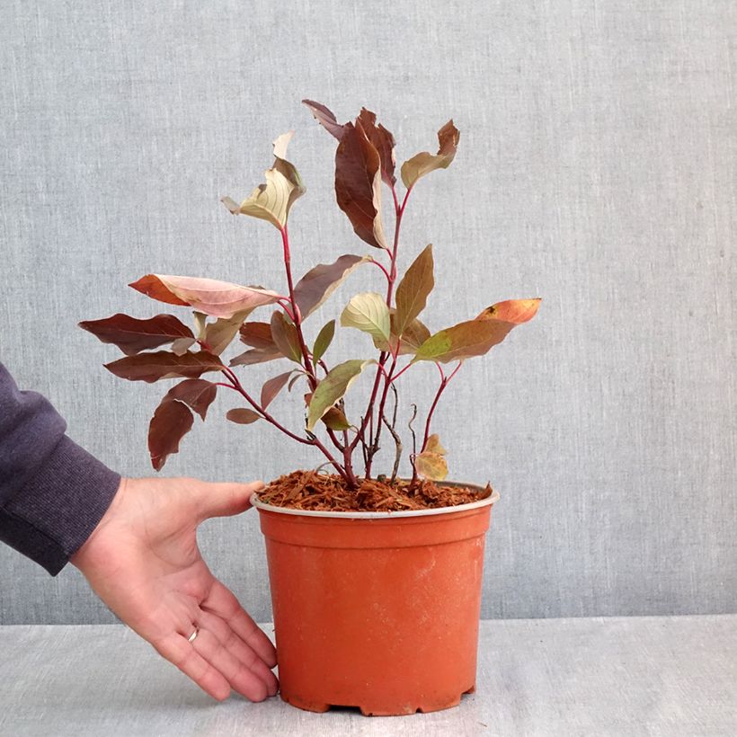 Spécimen de Cornus sericea Farba - Cornouiller stolonifère Pot de 3L/4L tel que livré en automne