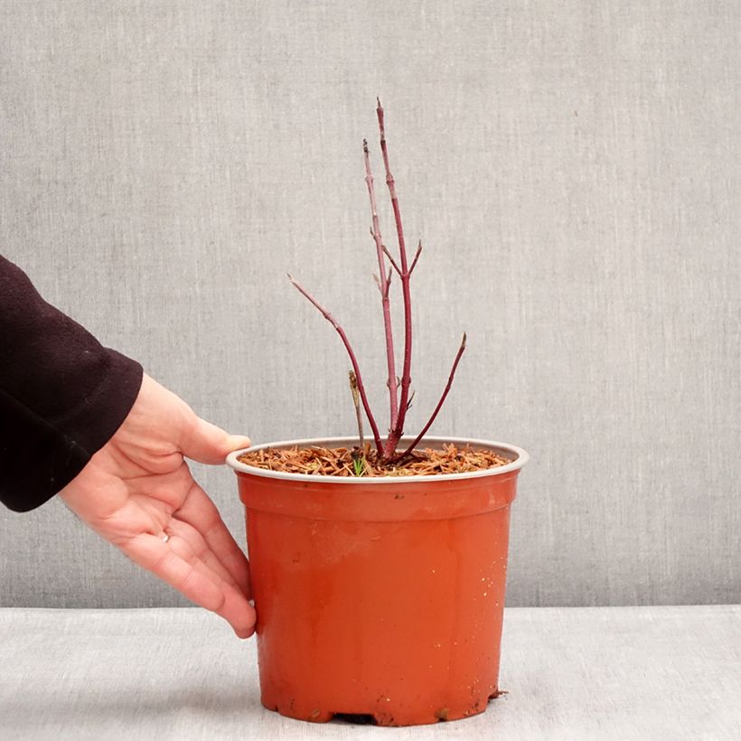 Spécimen de Cornus sericea Farba - Cornouiller stolonifère Pot de 3L/4L tel que livré en hiver