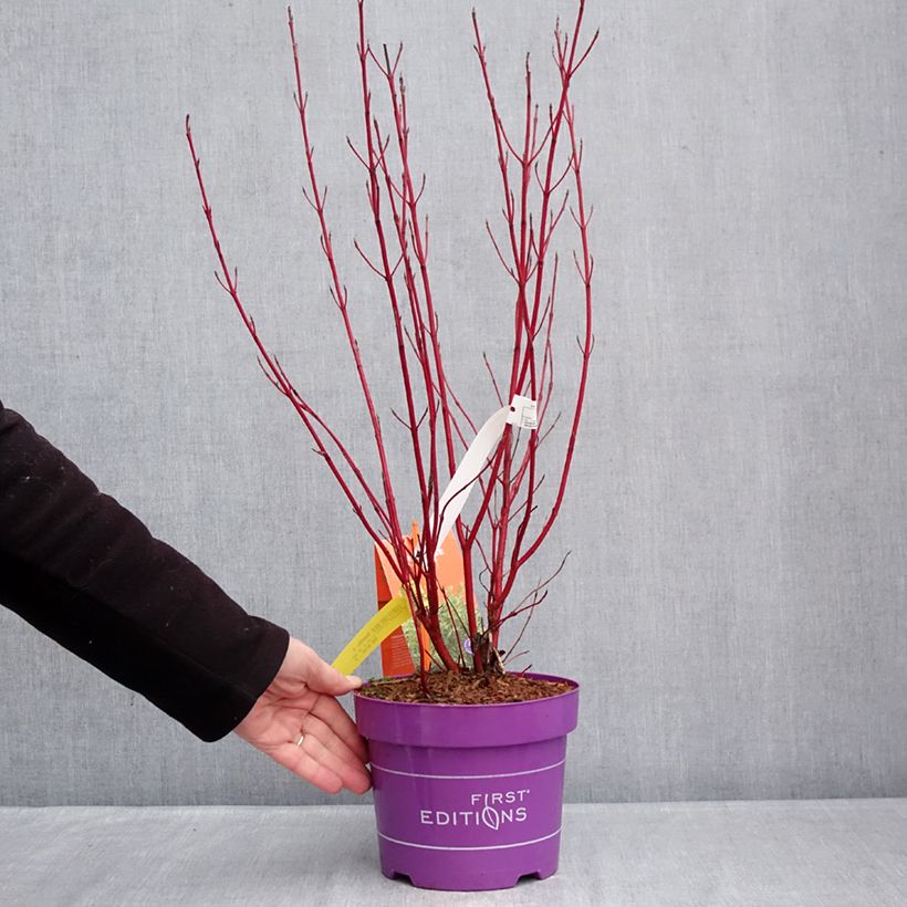 Spécimen de Cornus sericea Firedance - Cornouiller stolonifère Pot de 3L/4L tel que livré en hiver