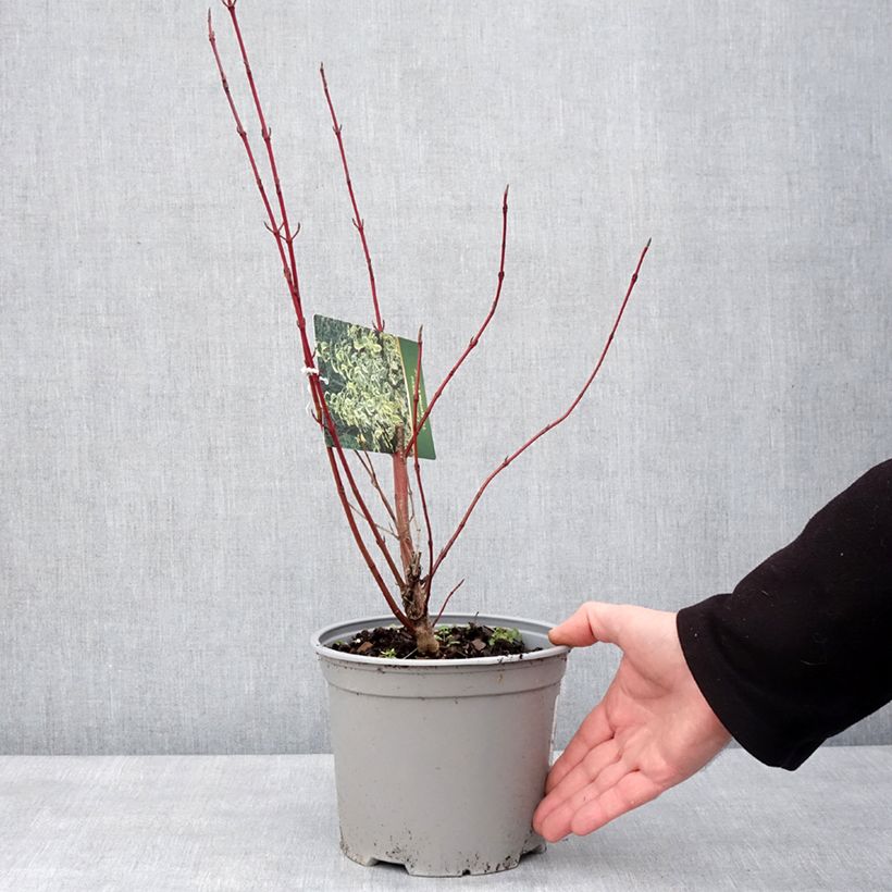 Spécimen de Cornus sericea Hedgerow's Gold - Cornouiller stolonifère Pot de 3L/4L tel que livré en hiver