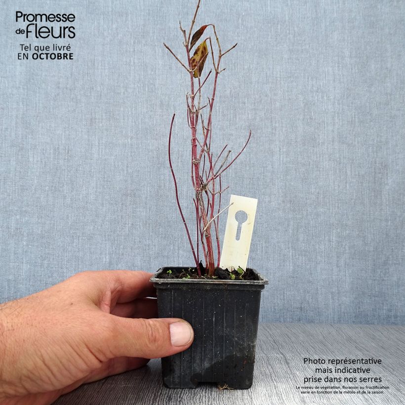 Spécimen de Cornus sericea Kelseyi - Cornouiller stolonifère Godet de 8/9 cm tel que livré en automne