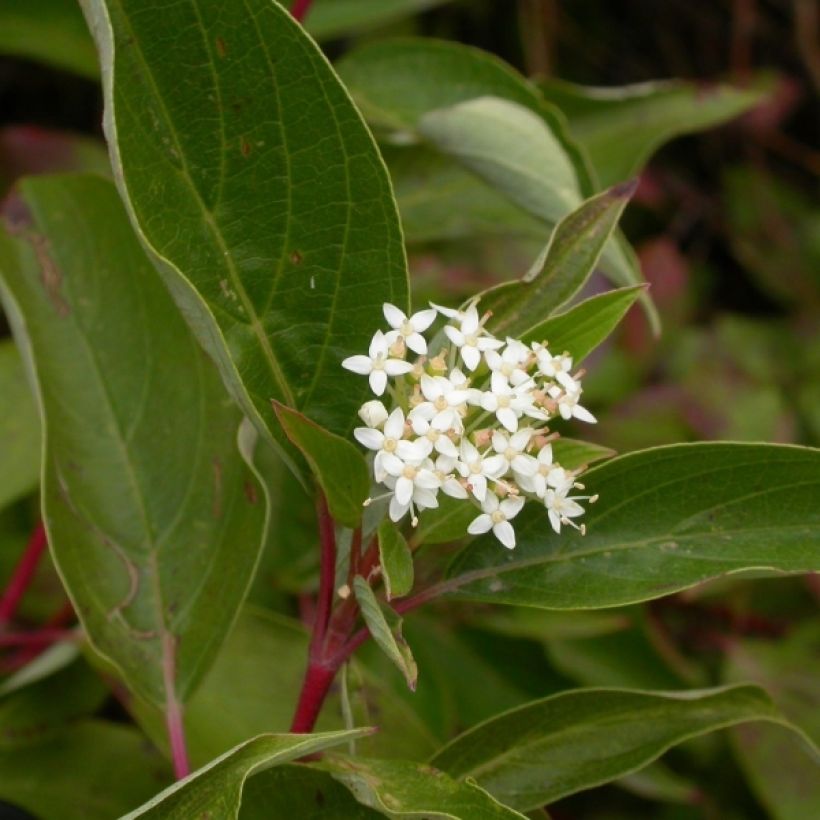 Cornus sericea Kelseyi - Cornouiller stolonifère (Floraison)