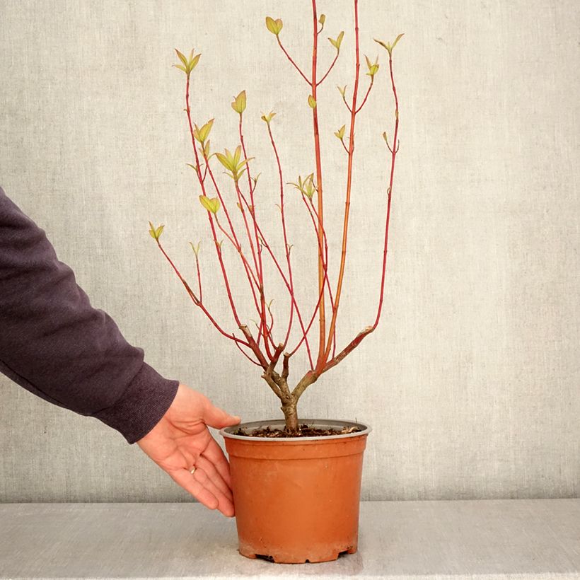 Spécimen de Cornus sericea Sunshine - Cornouiller stolonifère Pot de 3L/4L tel que livré au printemps