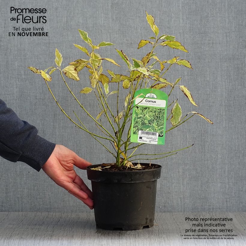 Spécimen de Cornus sericea White Gold - Cornouiller stolonifère Pot de 3L/4L tel que livré en automne