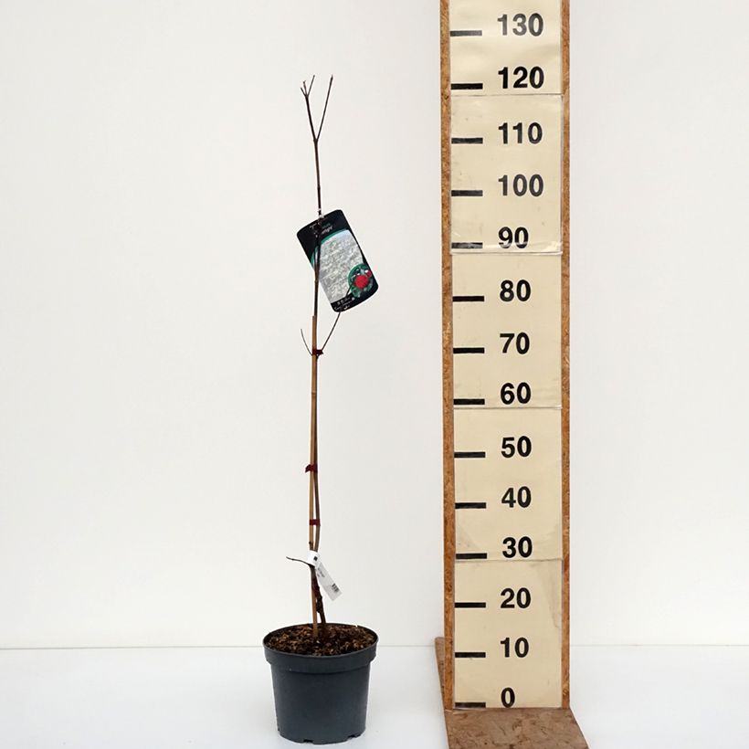 Spécimen de Cornus Starlight - Cornouiller à fleurs Pot de 3L/4L tel que livré en hiver