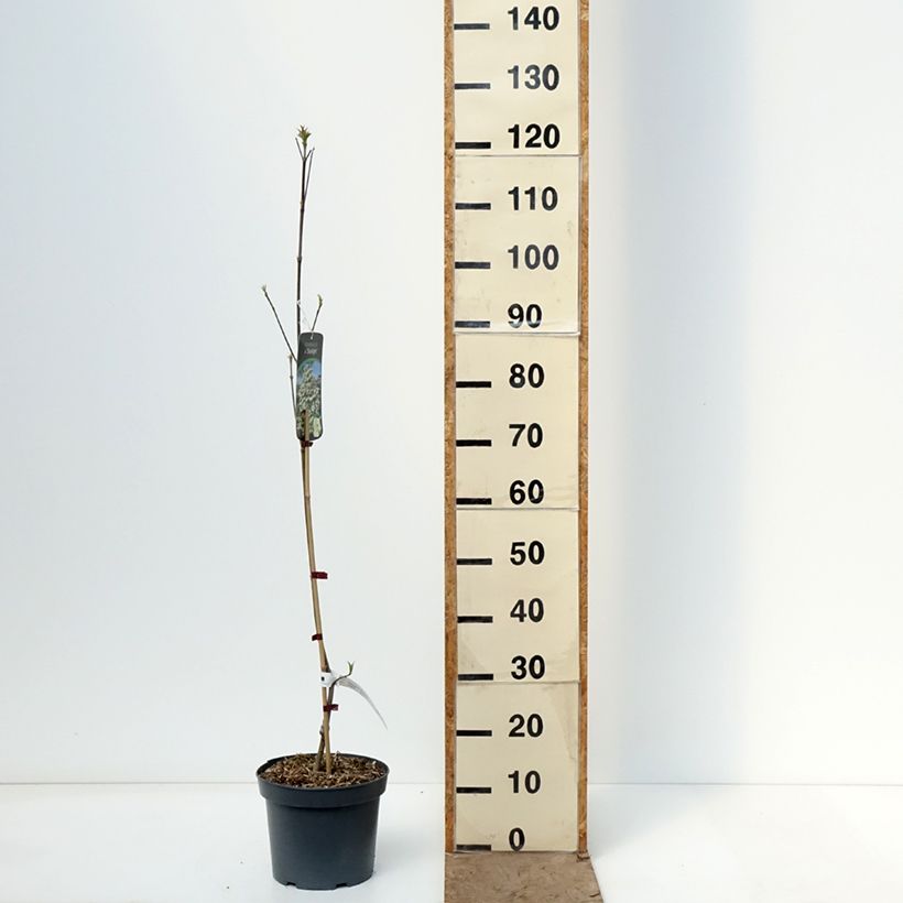 Spécimen de Cornus Starlight - Cornouiller à fleurs Pot de 3L/4L tel que livré au printemps