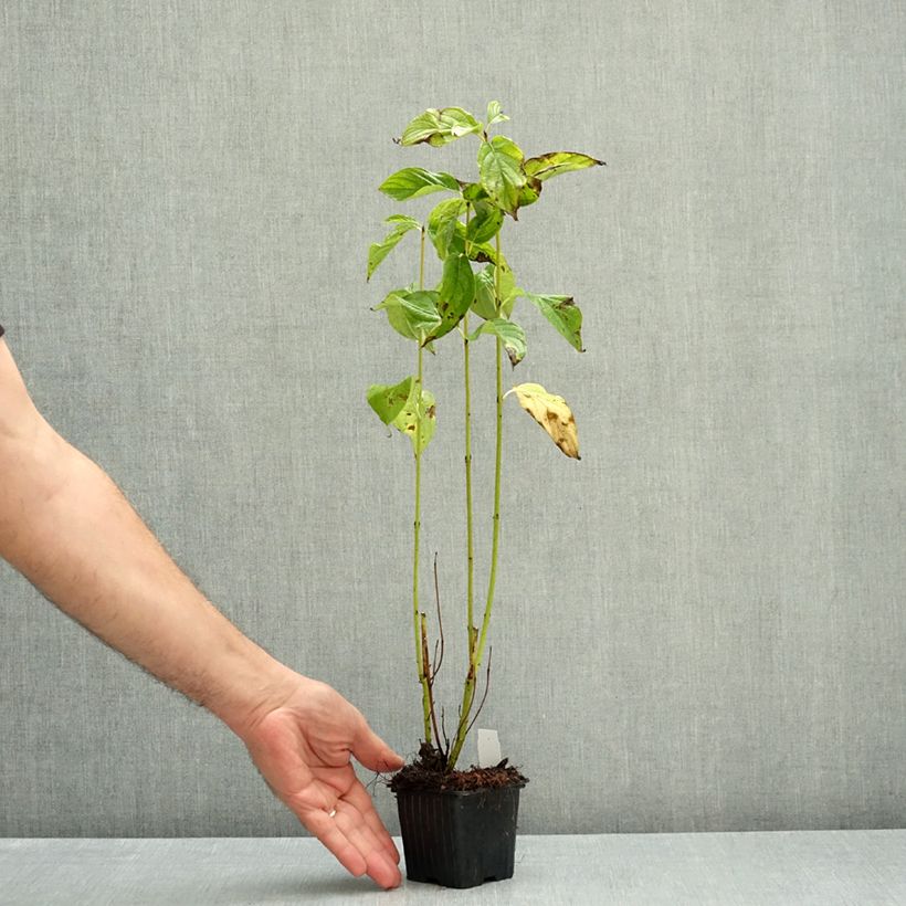 Spécimen de Cornus stolonifera Flaviramea - Cornouiller à bois jaune Godet de 8/9 cm tel que livré en automne
