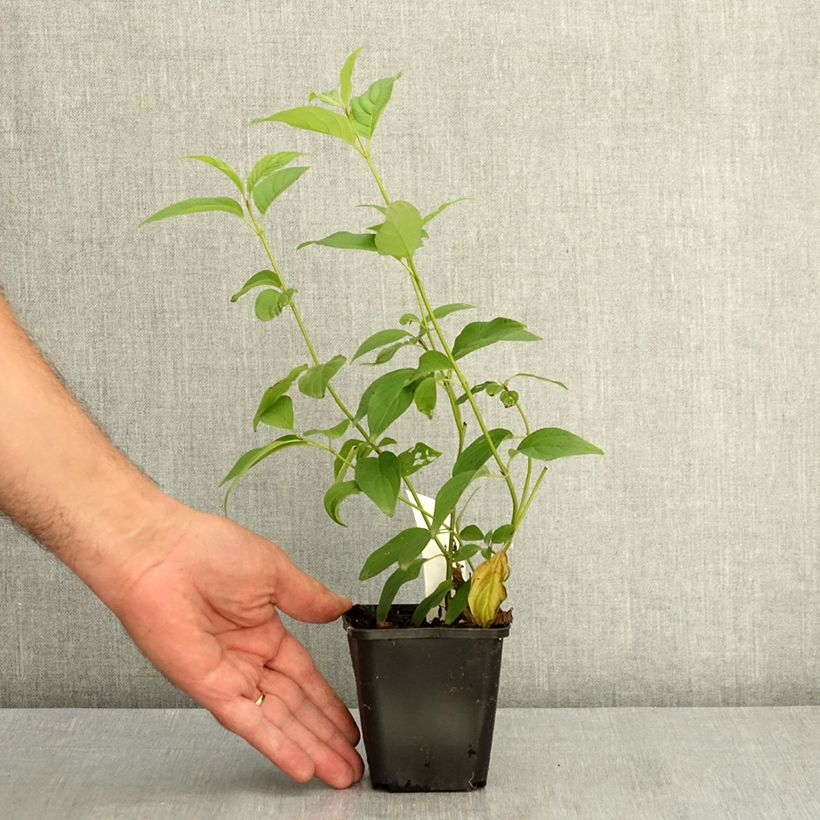 Spécimen de Cornus stolonifera Flaviramea - Cornouiller à bois jaune Godet de 8/9 cm tel que livré en été