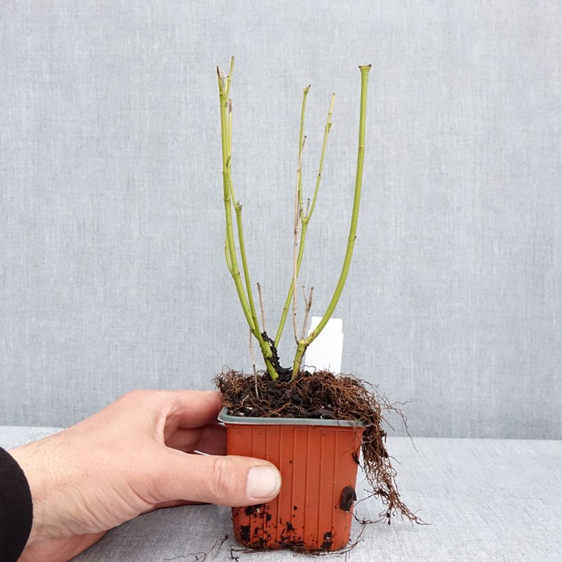Spécimen de Cornus stolonifera Flaviramea - Cornouiller à bois jaune Godet de 8/9 cm tel que livré au printemps