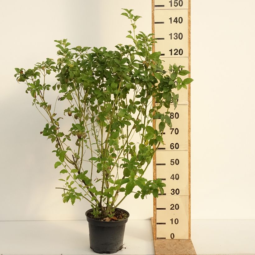 Spécimen de Cornus stolonifera Flaviramea - Cornouiller à bois jaune Pot de 7,5L/10L tel que livré en été