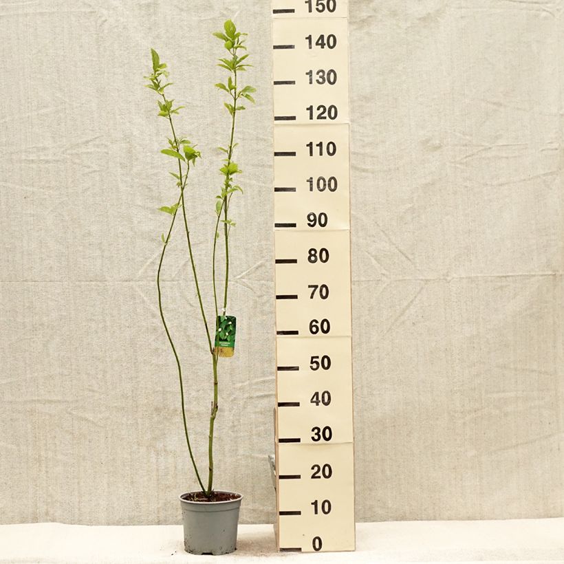 Spécimen de Cornus stolonifera Flaviramea - Cornouiller à bois jaune Pot de 3L/4L tel que livré au printemps