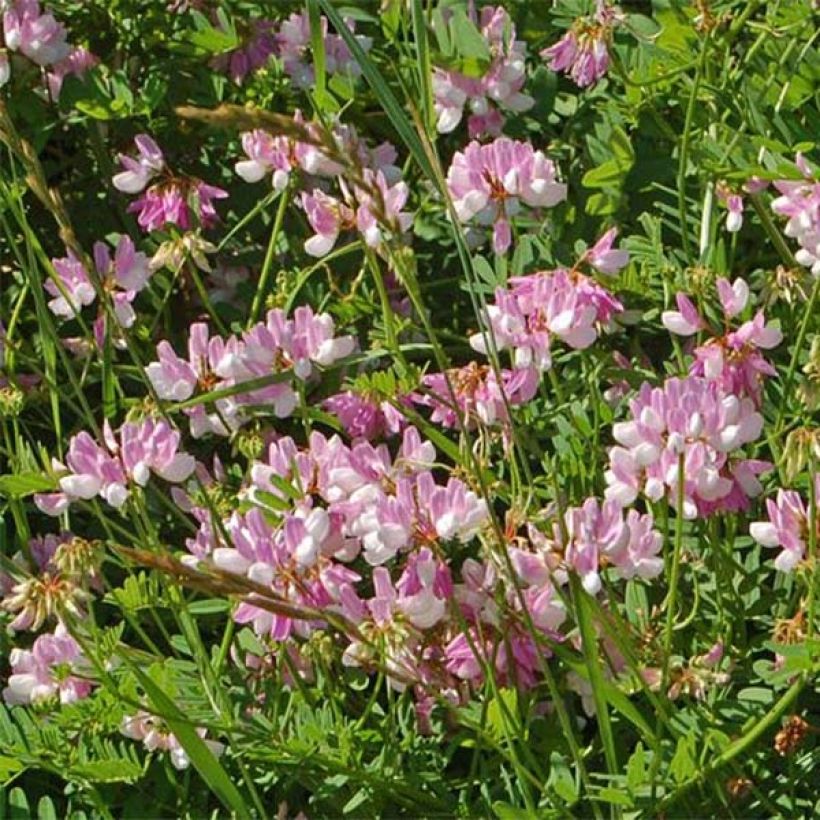 Coronilla varia (Hábito)
