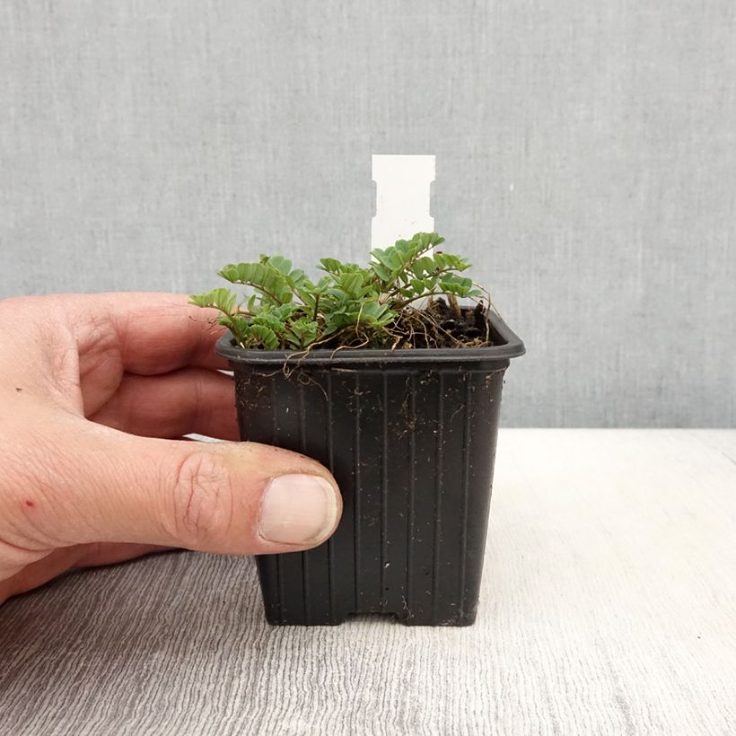 Spécimen de Coronilla varia - Coronille bigarrée ou changeante. Godet de 8/9 cm tel que livré au printemps