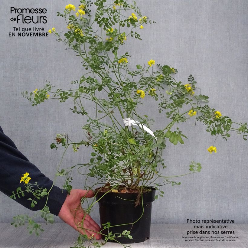 Spécimen de Coronille - Coronilla valentina subsp. glauca Citrina Pot de 3L/4L tel que livré en automne