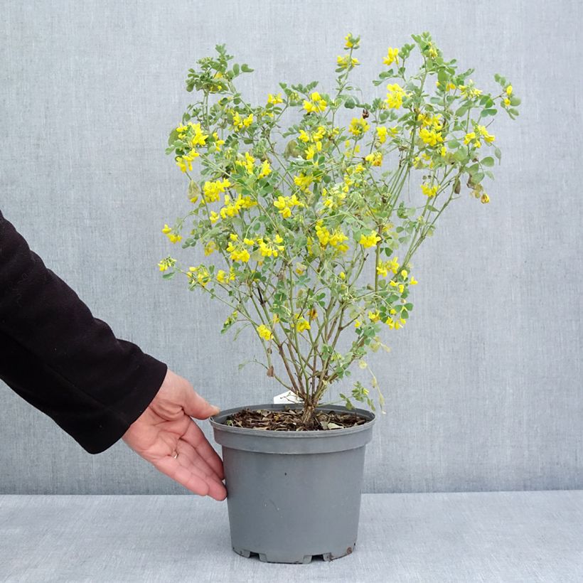 Spécimen de Coronille - Coronilla valentina subsp. glauca Citrina Pot de 3L/4L tel que livré au printemps