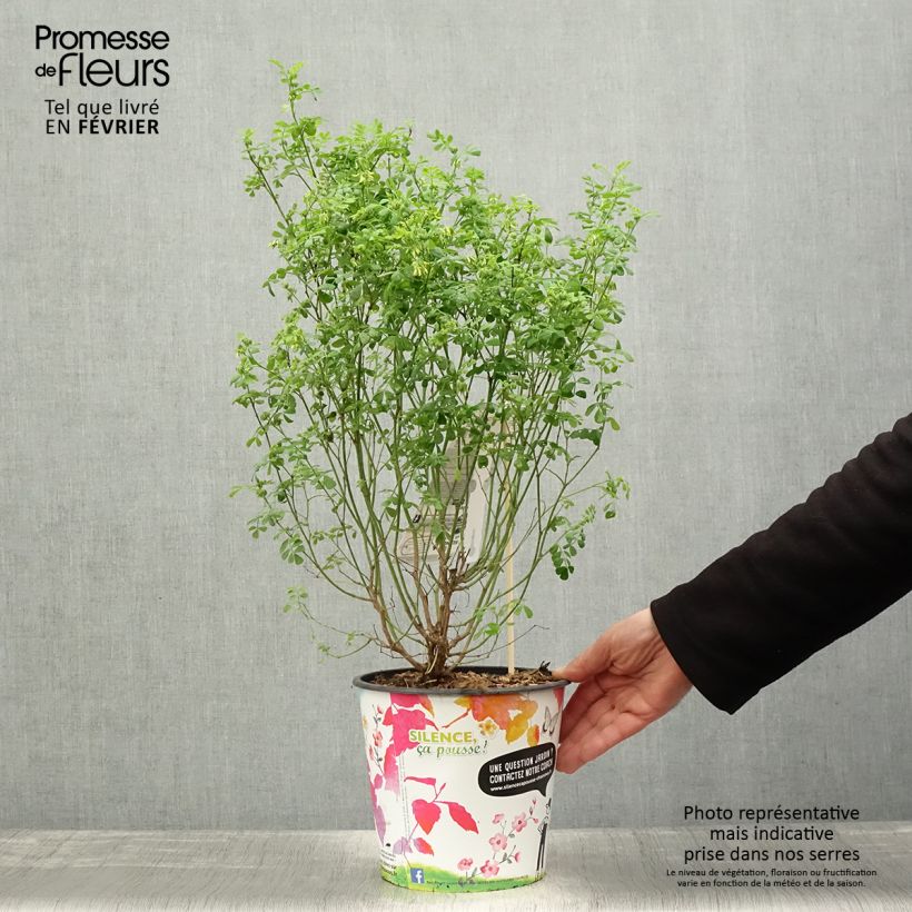 Spécimen de Coronille - Coronilla valentina subsp. glauca Selection Pot de 4L/5L tel que livré en hiver