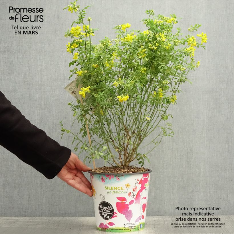 Spécimen de Coronille - Coronilla valentina subsp. glauca Selection Pot de 4L/5L tel que livré au printemps