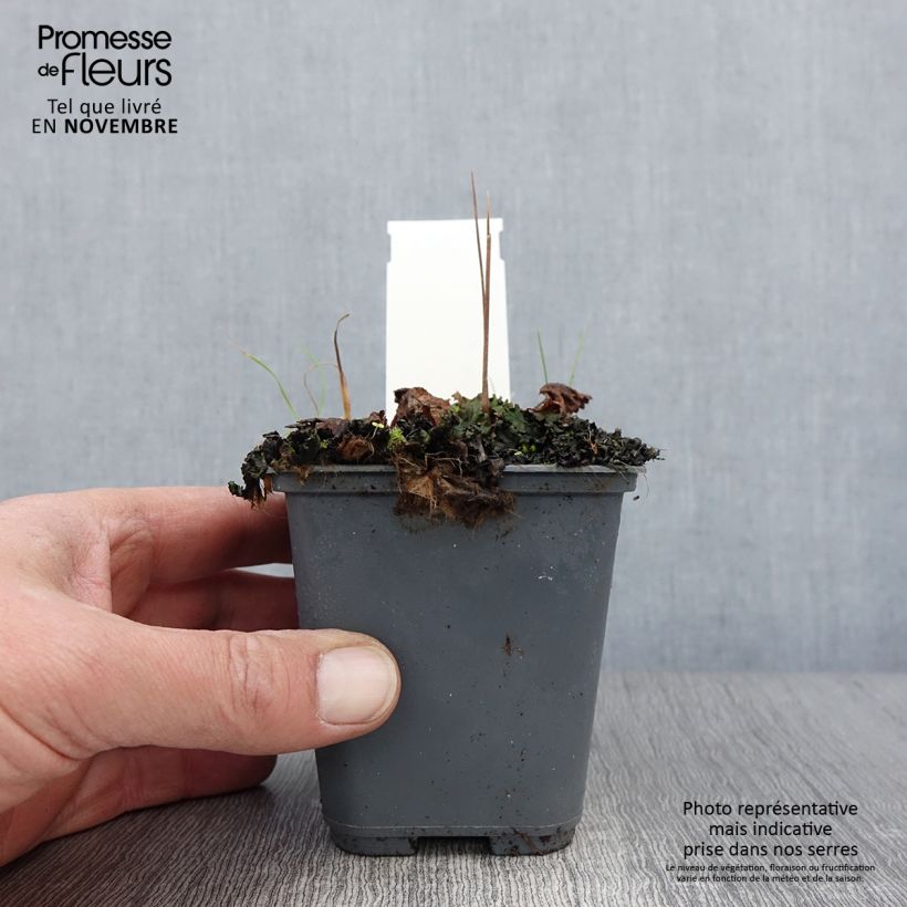 Spécimen de Cortusa (Primula) matthioli ssp. pekinensis Godet de 8/9 cm tel que livré en automne