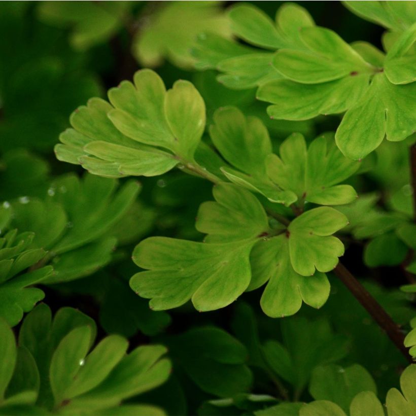 Corydalis flexuosa - Corydale de Chine bleu vif (Feuillage)