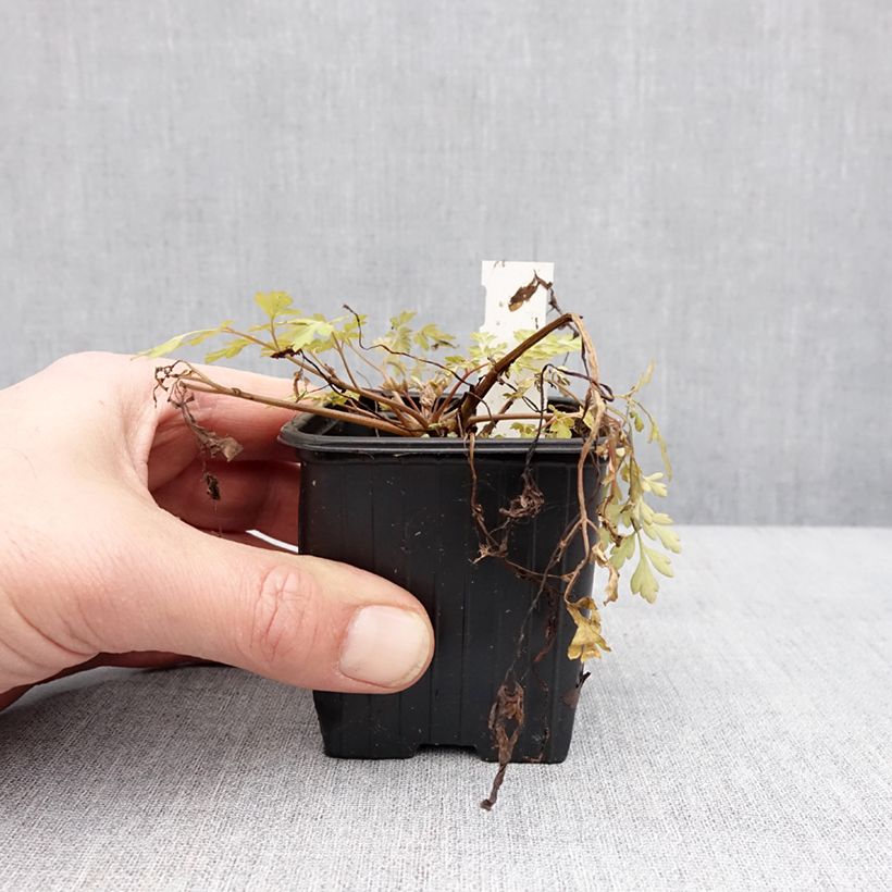 Spécimen de Corydalis Berry Exciting - Corydale hybride Godet de 8/9 cm tel que livré en hiver