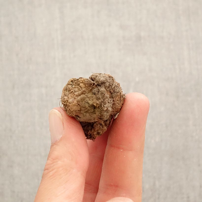 Spécimen de Corydalis Bird of Paradise - Corydale bulbeuse Bulbe calibre I tel que livré au printemps