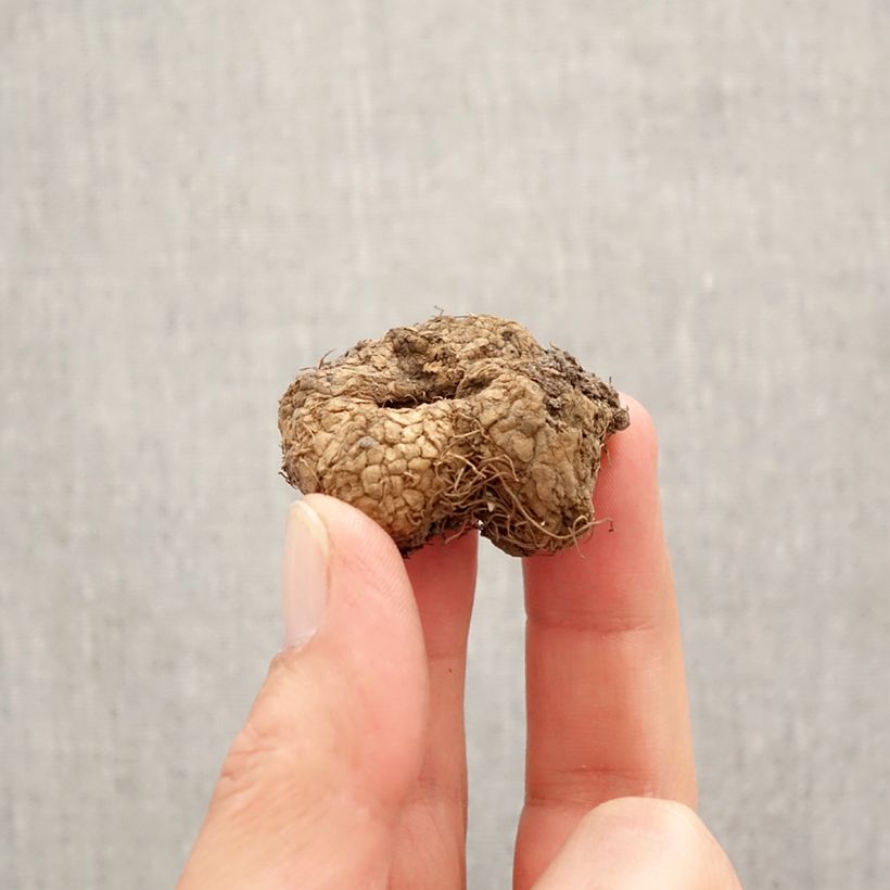 Spécimen de Corydalis bulbosa ou solida subsp. solida - Corydale Bulbe calibre I tel que livré au printemps