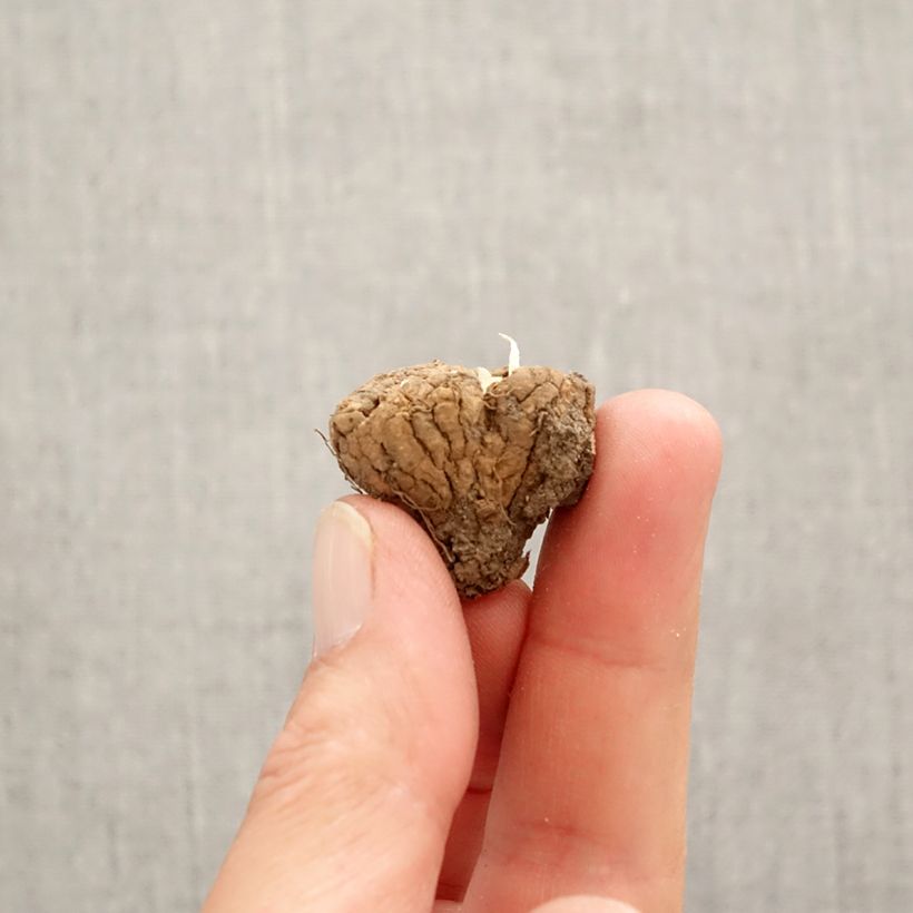 Spécimen de Corydalis Firebird - Corydale bulbeuse Bulbe calibre I tel que livré au printemps