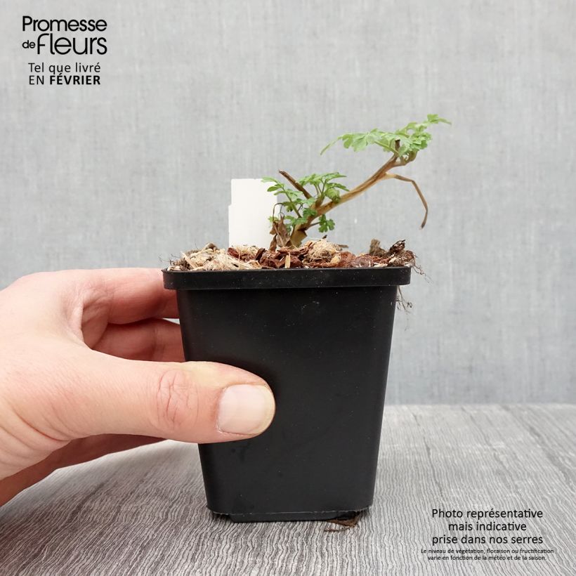 Spécimen de Corydalis lutea - Corydale jaune Godet de 8/9 cm tel que livré en hiver