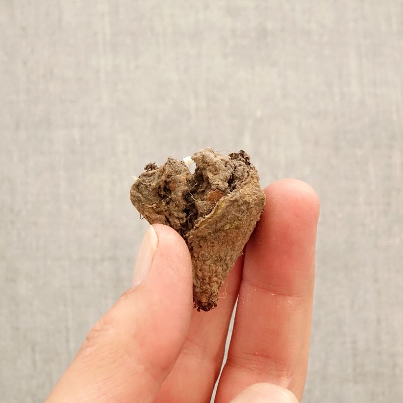 Spécimen de Corydalis pumila - Corydale naine Bulbe calibre I tel que livré au printemps