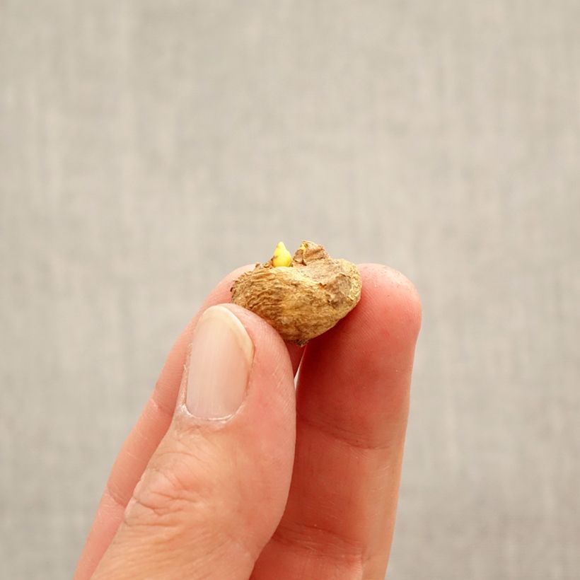 Spécimen de Corydalis solida Beth Evans - Corydale bulbeuse Bulbe calibre 6+ tel que livré au printemps