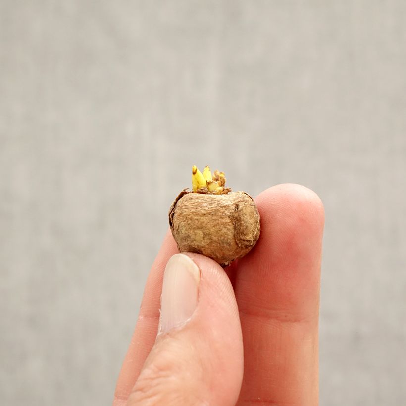 Spécimen de Corydalis solida Purple Bird - Corydale bulbeuse Bulbe calibre 5+ tel que livré au printemps