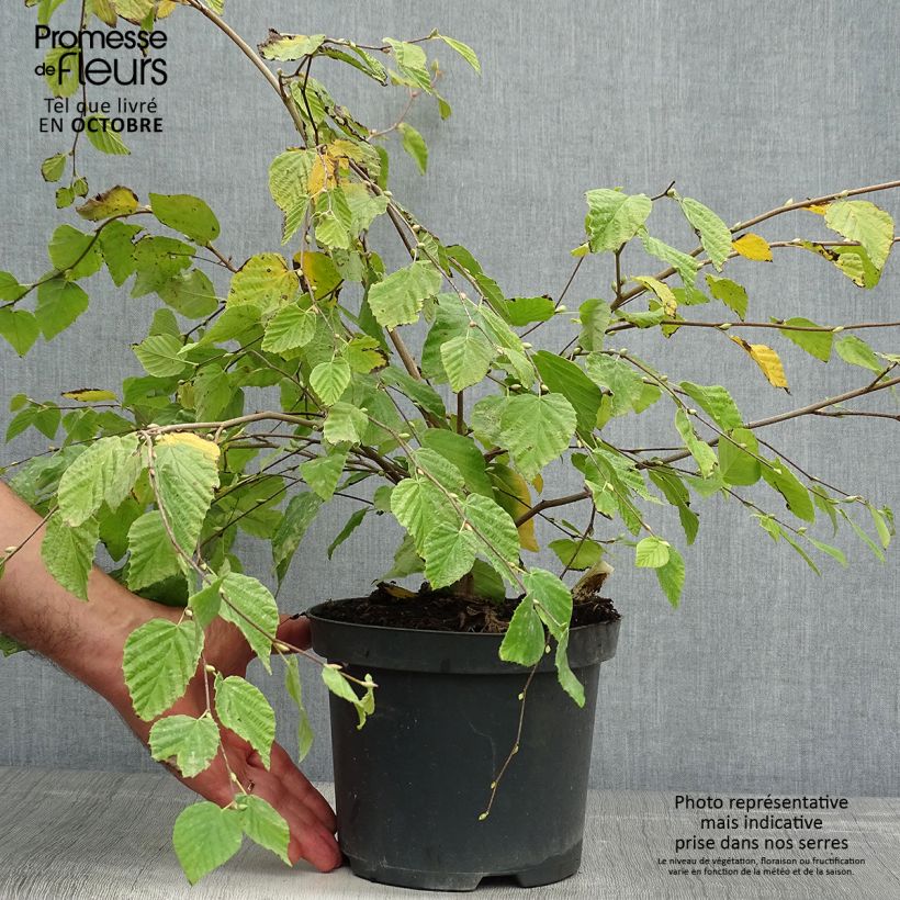 Spécimen de Corylopsis pauciflora - Faux noisetier Pot de 2L/3L tel que livré en automne
