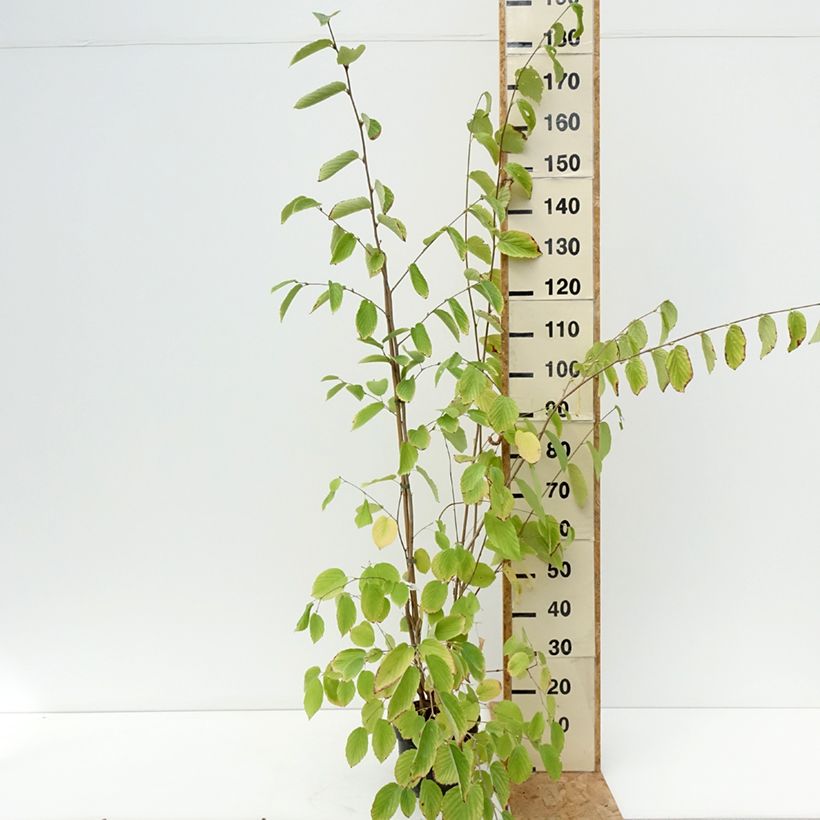 Spécimen de Corylopsis sinensis var. sinensis- Faux noisetier Pot de 4L/5L tel que livré en été