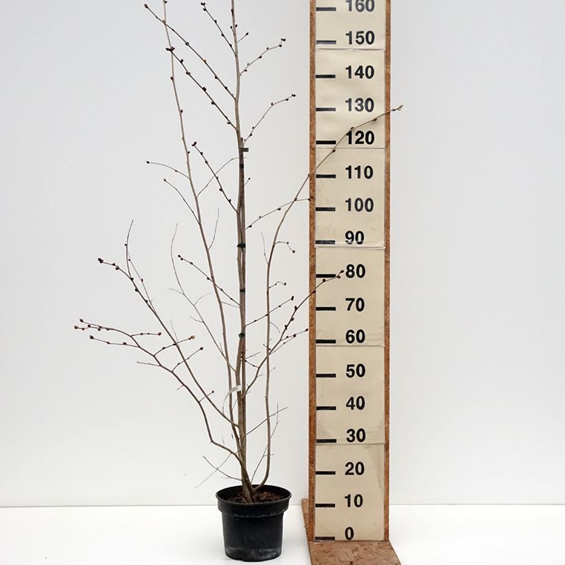 Spécimen de Corylopsis sinensis var. sinensis- Faux noisetier Pot de 4L/5L tel que livré en hiver