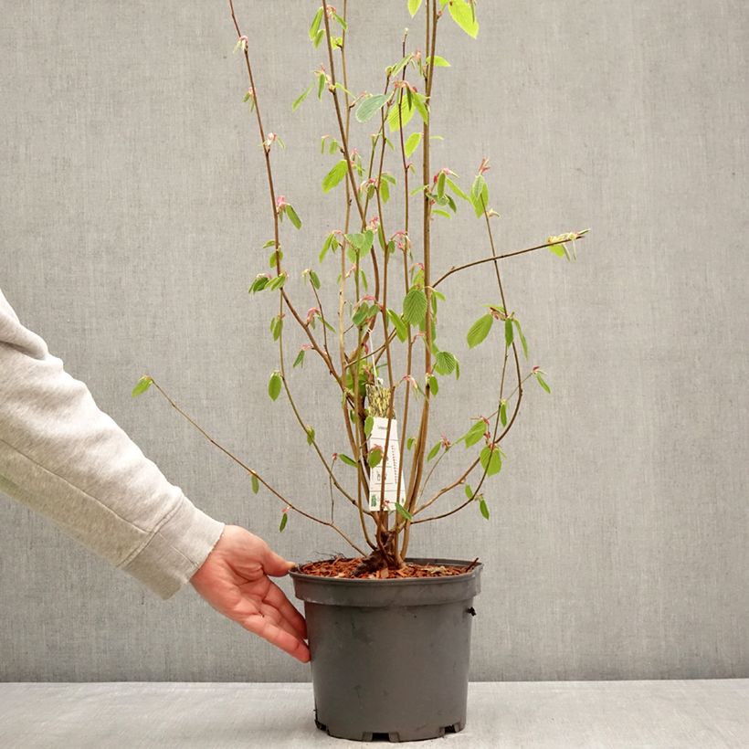 Spécimen de Corylopsis sinensis var. sinensis- Faux noisetier Pot de 4L/5L tel que livré au printemps