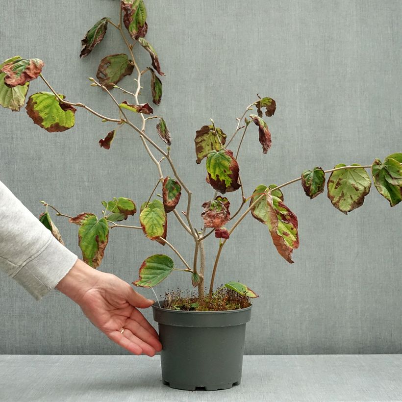 Spécimen de Corylopsis spicata - Faux noisetier Pot de 2L/3L tel que livré en automne