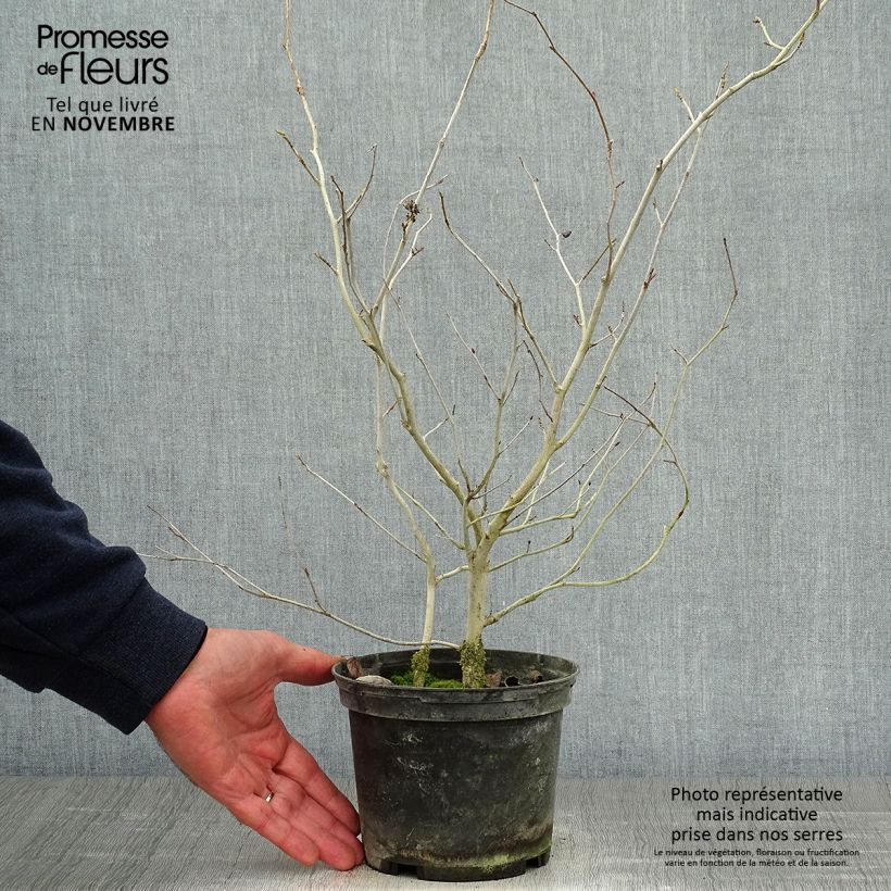 Spécimen de Corylopsis willmottiae Spring Purple - Faux noisetier Pot de 2L/3L tel que livré en automne
