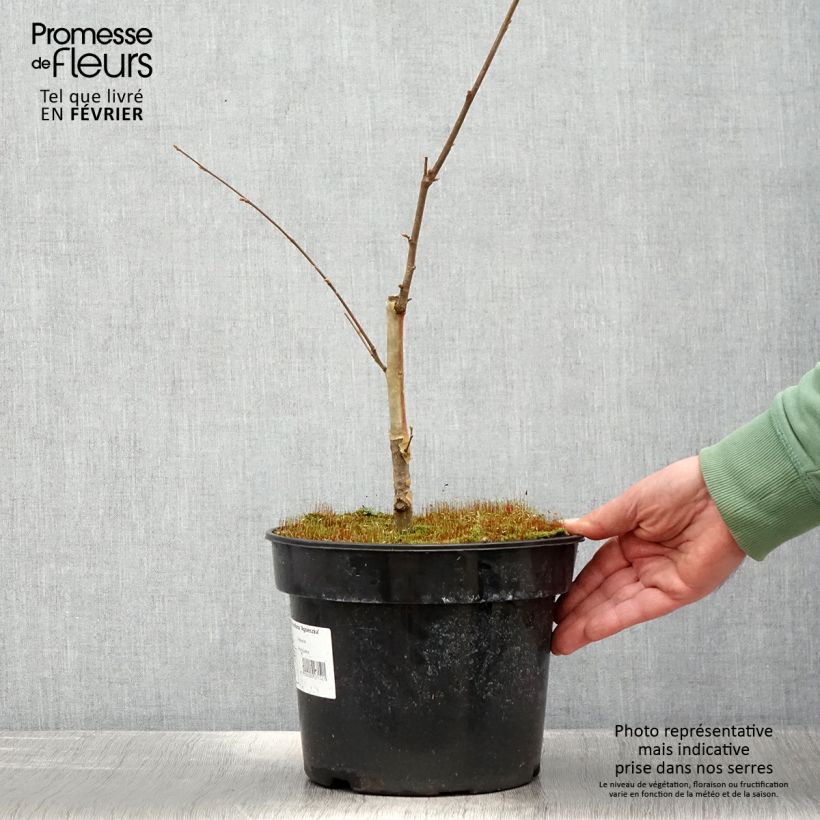 Spécimen de Corylus avellana Agnieszka - Noisetier panaché Pot de 4L/5L tel que livré en hiver