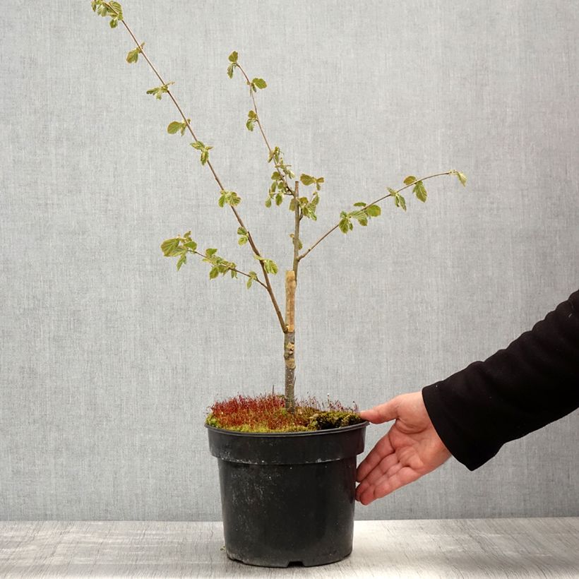 Spécimen de Corylus avellana Agnieszka - Noisetier panaché Pot de 4L/5L tel que livré au printemps