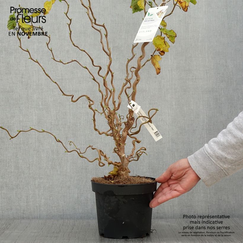 Spécimen de Corylus avellana contorta Medusa - Noisetier tortueux nain Pot de 3L/4L tel que livré en automne