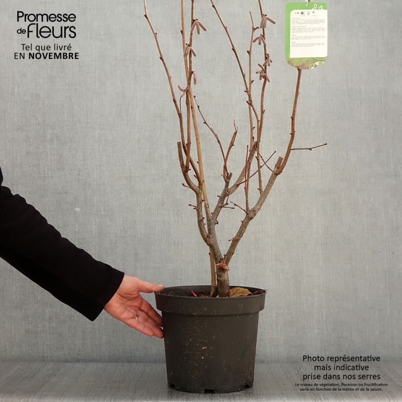 Spécimen de Corylus avellana Rode Zellernoot - Noisetier pourpre Pot de 7,5L/10L tel que livré en automne